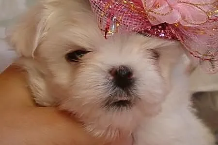 Maltańczyk wyjątkowa mini mini Dzieczynka Laleczka