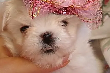 Maltańczyk wyjątkowa mini mini Dzieczynka Laleczka