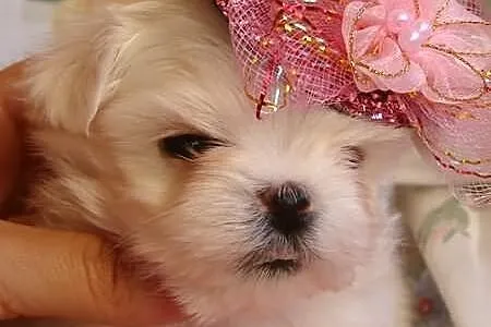 Maltańczyk wyjątkowa mini mini Dzieczynka Laleczka