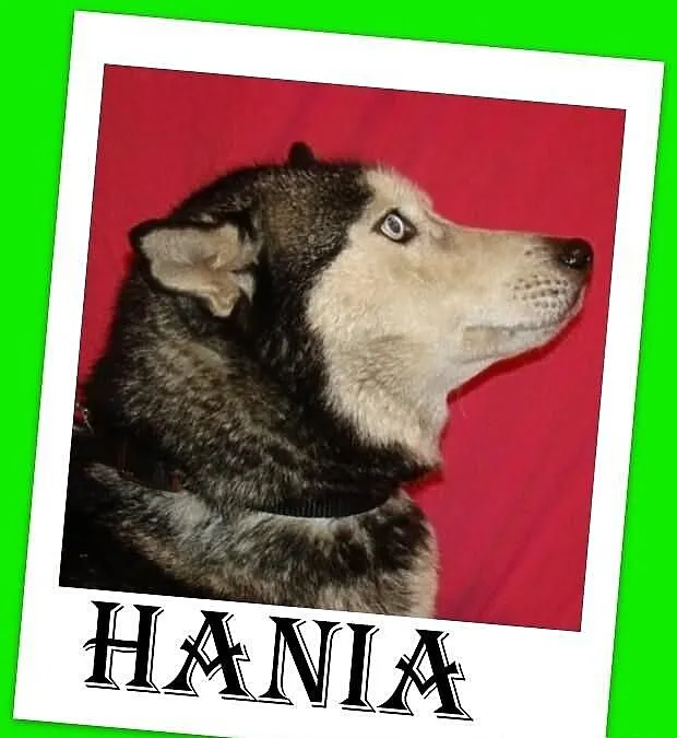 HANIA-husky,suczka bardzo przyjazna, grzeczna,spok