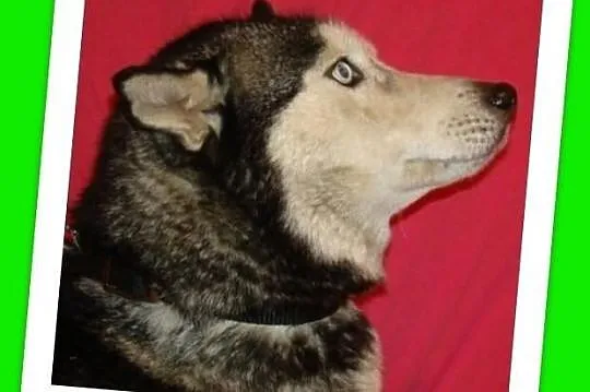 HANIA-husky,suczka bardzo przyjazna, grzeczna,spok