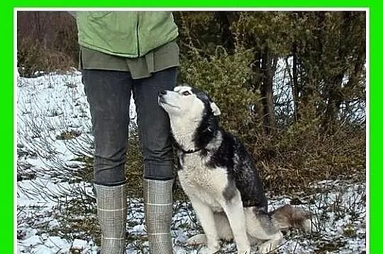 HANIA-husky,suczka bardzo przyjazna, grzeczna,spok