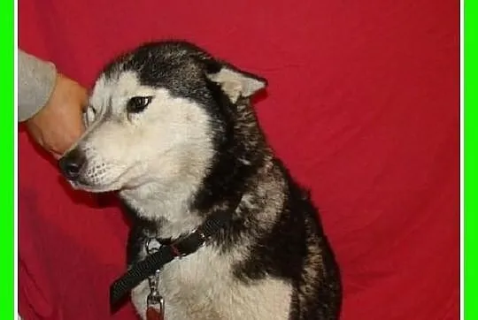 HANIA-husky,suczka bardzo przyjazna, grzeczna,spok