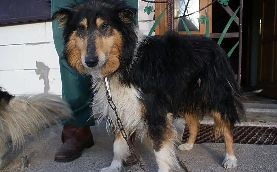 Zmarł mu właściciel, Collie szuka nowego opiekuna!