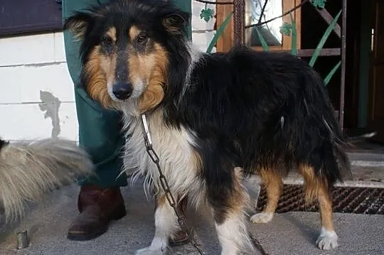 Zmarł mu właściciel, Collie szuka nowego opiekuna!