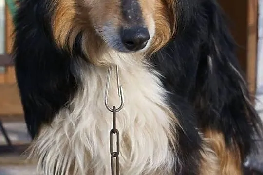 Zmarł mu właściciel, Collie szuka nowego opiekuna!