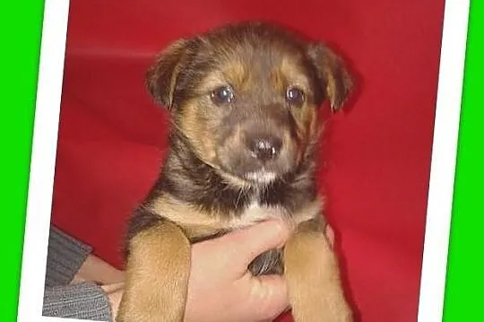 Szczeniak 7 tyg. suczka średnia,odrobaczona.ADOPCJA