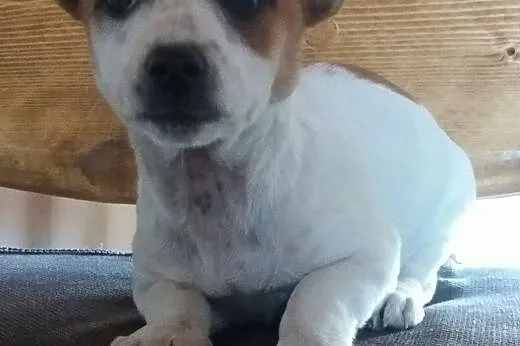 Szczeniak do adopcji,  małopolskie Tarnów