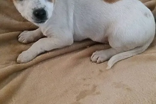 Szczeniak do adopcji,  małopolskie Tarnów