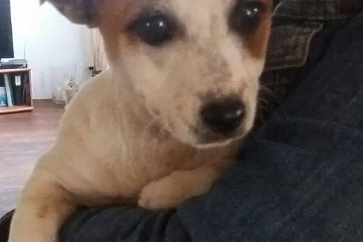 Szczeniak do adopcji,  małopolskie Tarnów