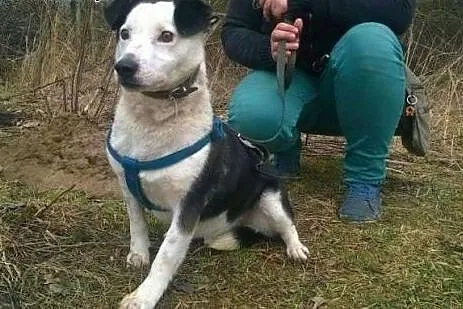 Gryfin potrzebuje cierpliwego, wyrozumiałego i koc