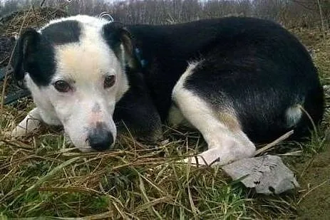 Gryfin potrzebuje cierpliwego, wyrozumiałego i koc