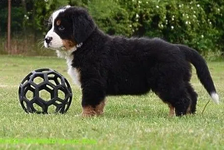 Bernese mountain dog - puppies with FCI pedigree, 