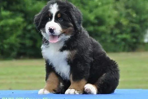 Bernese mountain dog - puppies with FCI pedigree, 