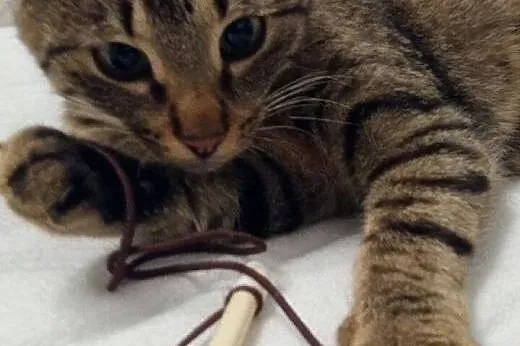 Kociak Lenka i jej opiekuńczy brat Leo szukają koc