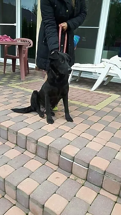 Młodziutka Kajka, kochana sunia mix LABRADORA zabr