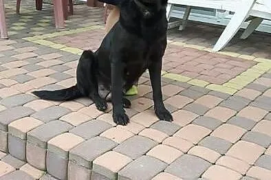 Młodziutka Kajka, kochana sunia mix LABRADORA zabr