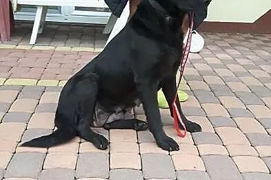Młodziutka Kajka, kochana sunia mix LABRADORA zabr