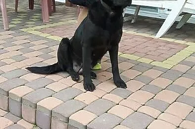 Młodziutka Kajka, kochana sunia mix LABRADORA zabr