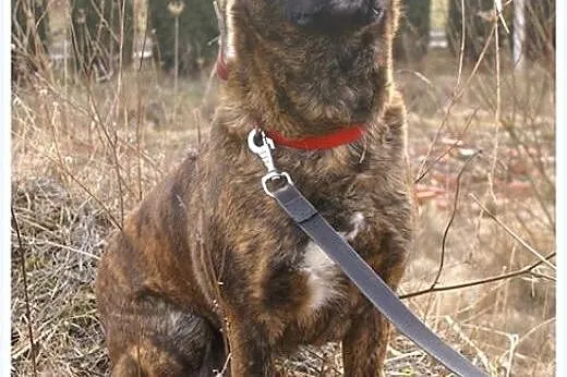 Sawa - słodka, przyjazna sunia szuka domu,  mazowi