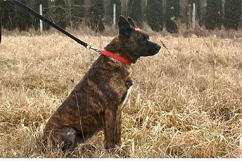 Sawa - słodka, przyjazna sunia szuka domu,  mazowi