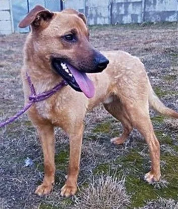 BARNEY - młody, wesoły, łagodny psiak do adopcji, mazowieckie Warszawa, Mazowieckie, Warszawa