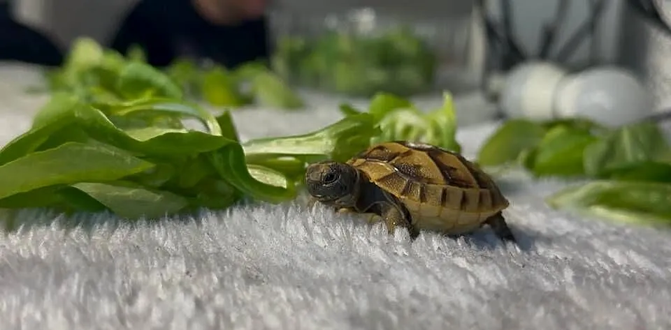 Żółwie na sprzedaż, Dolnośląskie, Wałbrzych