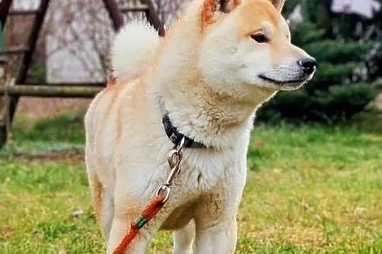 Shiba Inu - czerwony, przemiły piesek, Lubelskie, Bychawka Trzecia