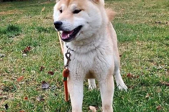 Shiba Inu - czerwony, przemiły piesek, Lubelskie, Bychawka Trzecia