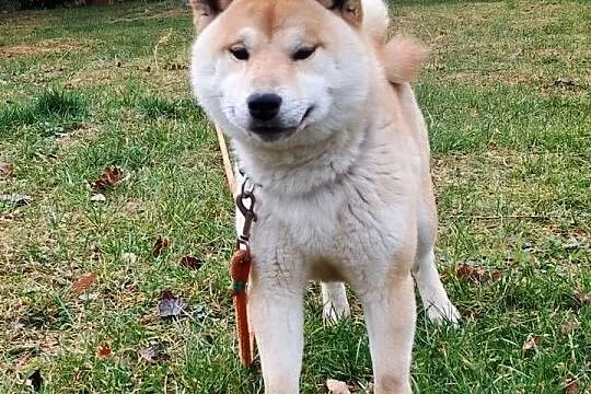 Shiba Inu - czerwony, przemiły piesek, Lubelskie, Bychawka Trzecia