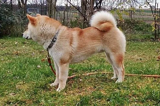 Shiba Inu - czerwony, przemiły piesek, Lubelskie, Bychawka Trzecia