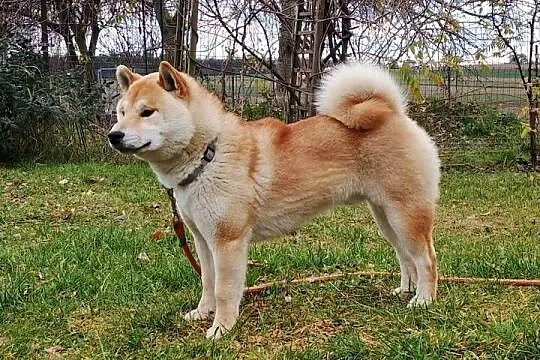 Shiba Inu - czerwony, przemiły piesek, Lubelskie, Bychawka Trzecia