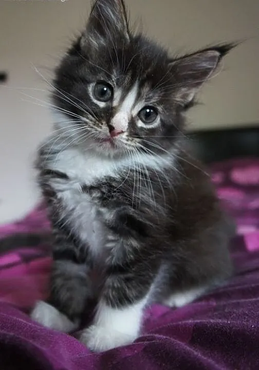 Kocięta piękne , Maine Coon, Koty maine coon cała