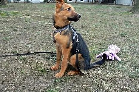 Hermiona - młodziutka, śliczna i grzeczna sunia :)