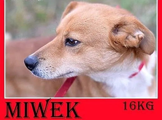 16kg,średni,łagodny,przyjazny,tulaśny piesek MIWEK