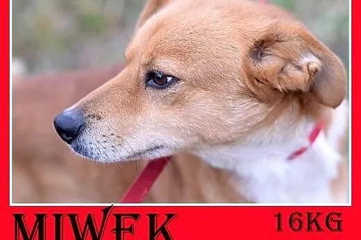 16kg,średni,łagodny,przyjazny,tulaśny piesek MIWEK