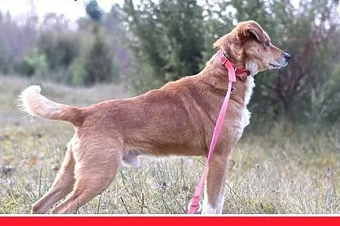 16kg,średni,łagodny,przyjazny,tulaśny piesek MIWEK