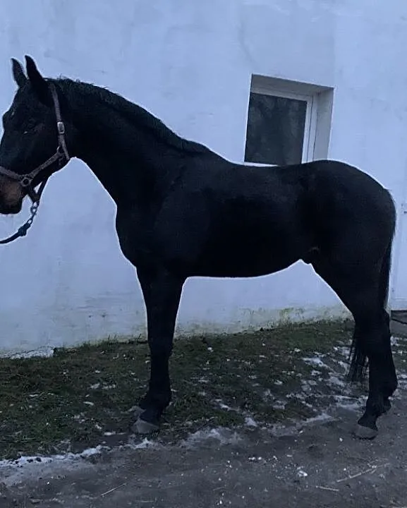 Wałach po Polderze, ,