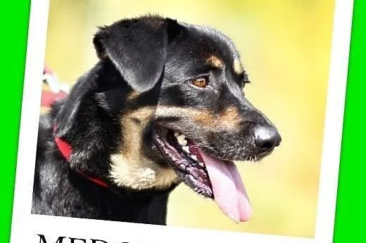 25 kg,młoda 2 letnia,do dzieci,misiowata,łagodna suczka MEDORA,  mazowieckie Warszawa