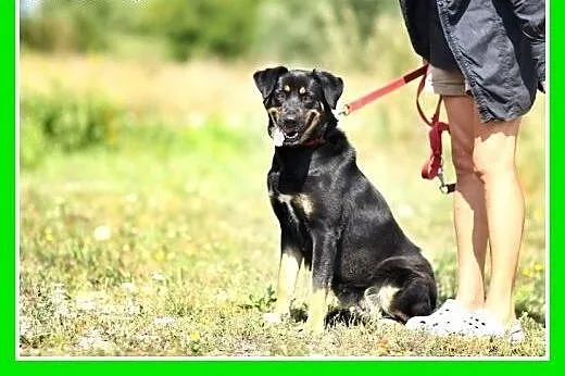 25 kg,młoda 2 letnia,do dzieci,misiowata,łagodna s