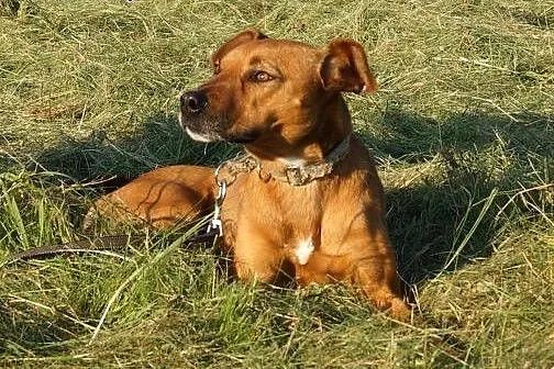 Blanka, urodziwy rudzielec do adopcji,  małopolski