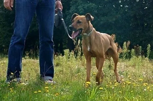 Blanka, urodziwy rudzielec do adopcji,  małopolski