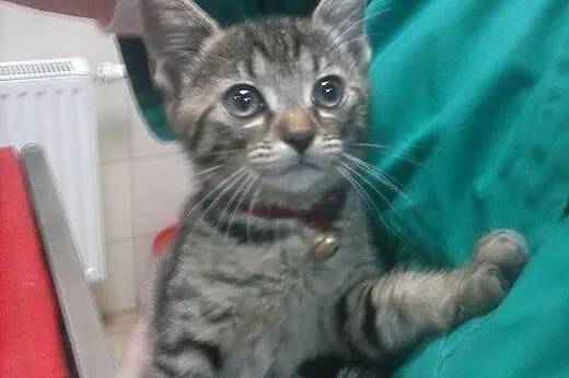 9 tygodniowe kociczki do adopcji,  śląskie Gliwice