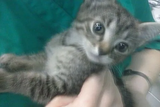 9 tygodniowe kociczki do adopcji,  śląskie Gliwice