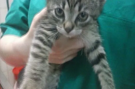 9 tygodniowe kociczki do adopcji,  śląskie Gliwice
