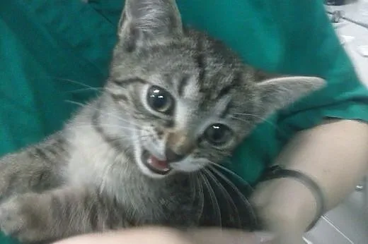9 tygodniowe kociczki do adopcji,  śląskie Gliwice