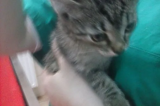 9 tygodniowe kociczki do adopcji,  śląskie Gliwice