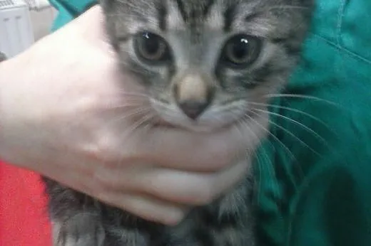9 tygodniowe kociczki do adopcji,  śląskie Gliwice