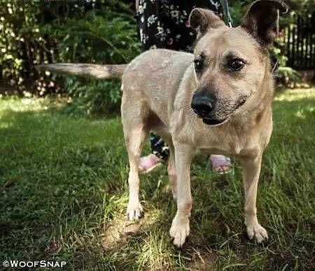 ZUZIA - kochana sunia, porzucona na działkach do adopcji, mazowieckie Warszawa, Mazowieckie, Warszawa