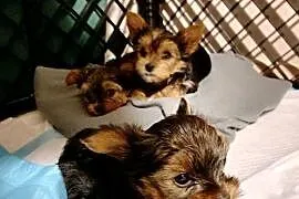 Yorkshire terrier